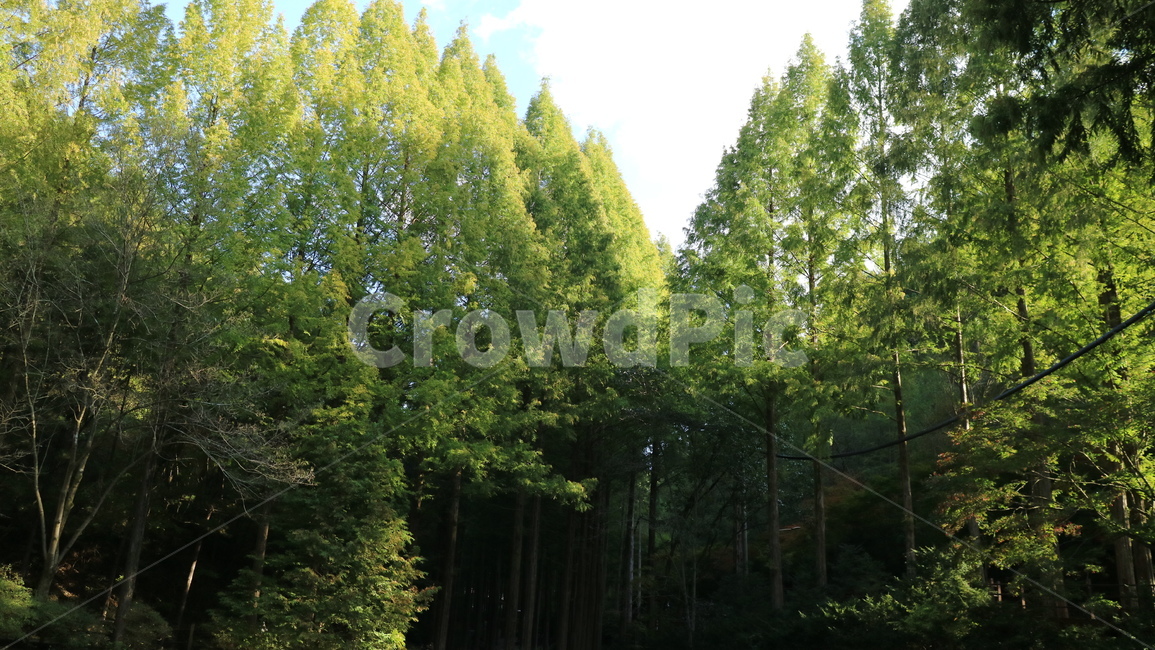 plant,식물,tree,나무,산,숲,초록,forest,자연,nature,자연,풍경,nature,landscape
