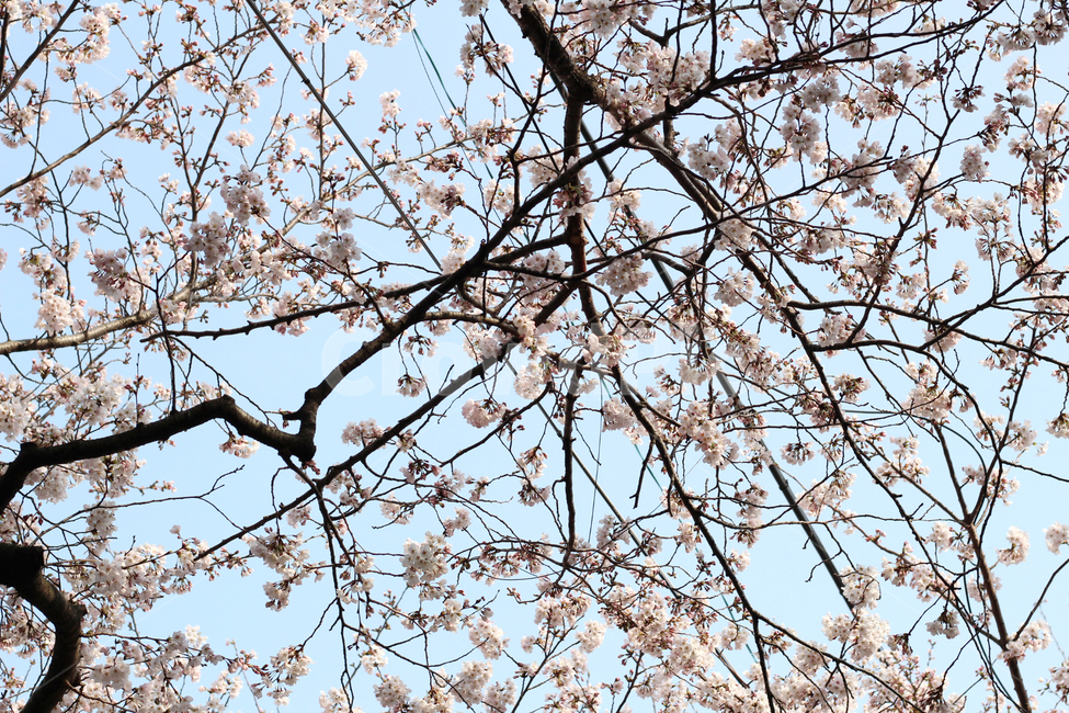 plant,식물,벚꽃,cherryblossom,봄,나무,벚꽃나무,식물,자연,plants,nature