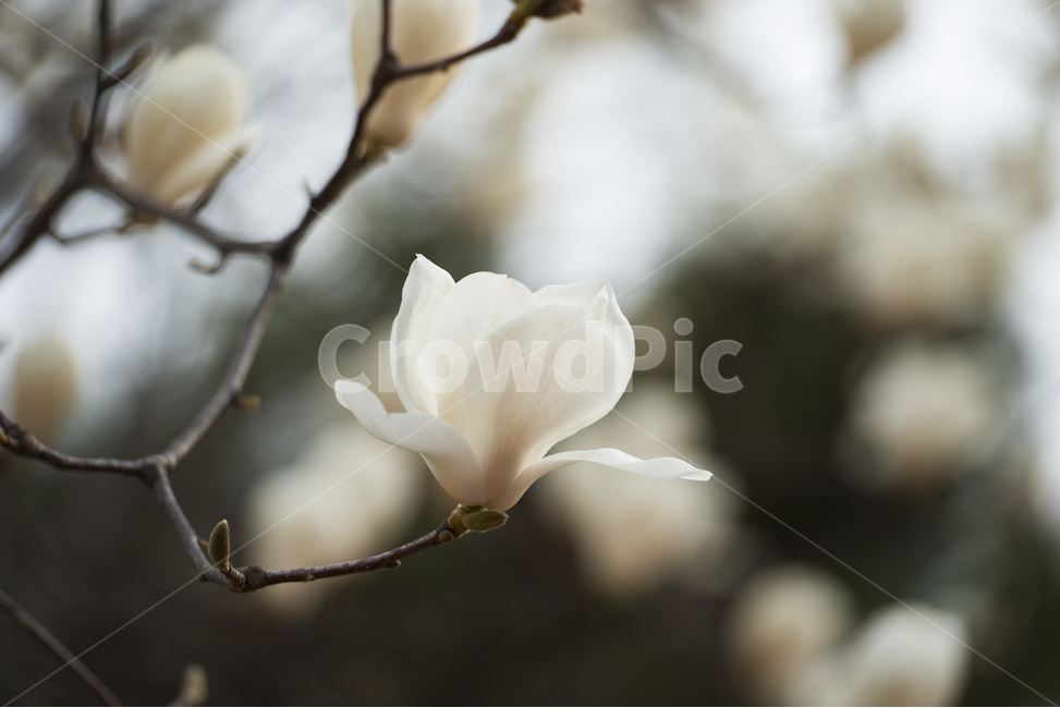 목련,봉오리,봄,흰꽃,식물,꽃,flower,plant,petal,꽃잎