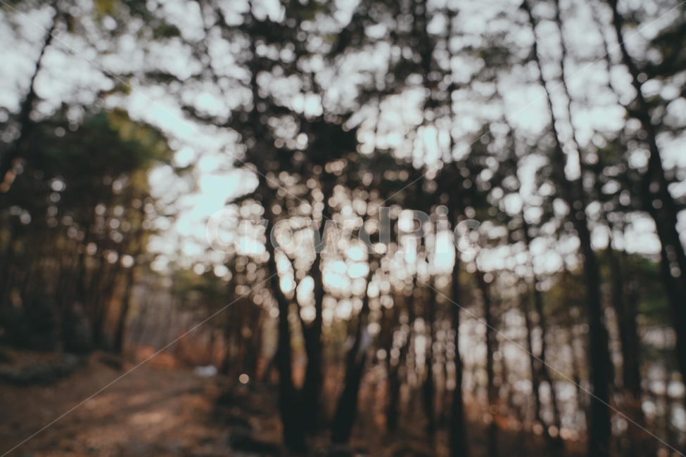 풍경,필름,자연,나무,숲,노을,plant,식물,tree