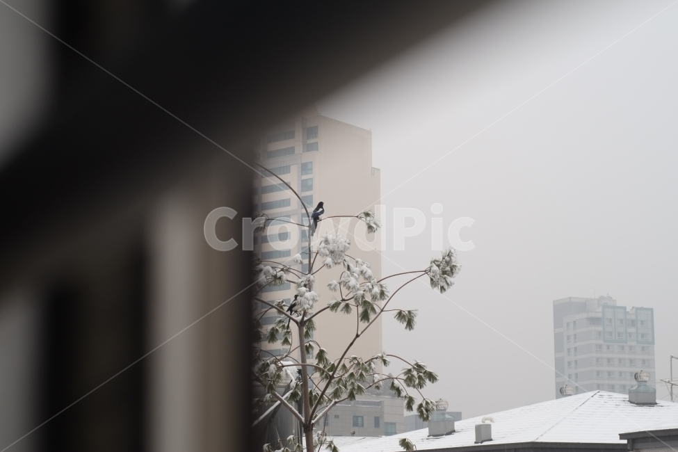 눈,까치,창틀,창문,새,소나무,흐림,겨울,겨울,계절,winter,season,도시,풍경,city,landscape,nature,자연,outdoors,옥외