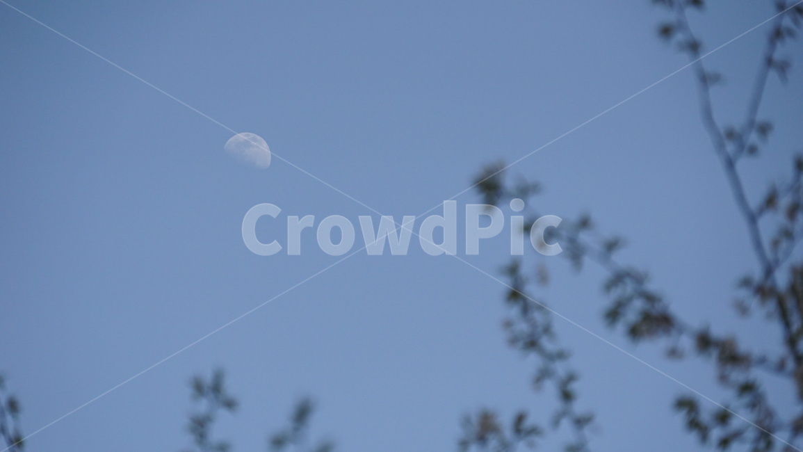 하늘,달,꽃,감성,moon,halfmoon,flower,sky,landscape,nature