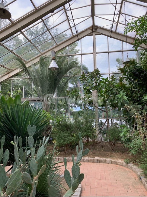 plant,식물,공원,식물원,온실,green,park
