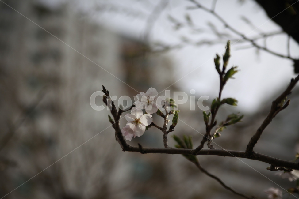 벚꽃,새싹,봄,아파트단지,조경,봄소식,식물,자연,plants,nature,꽃,flower