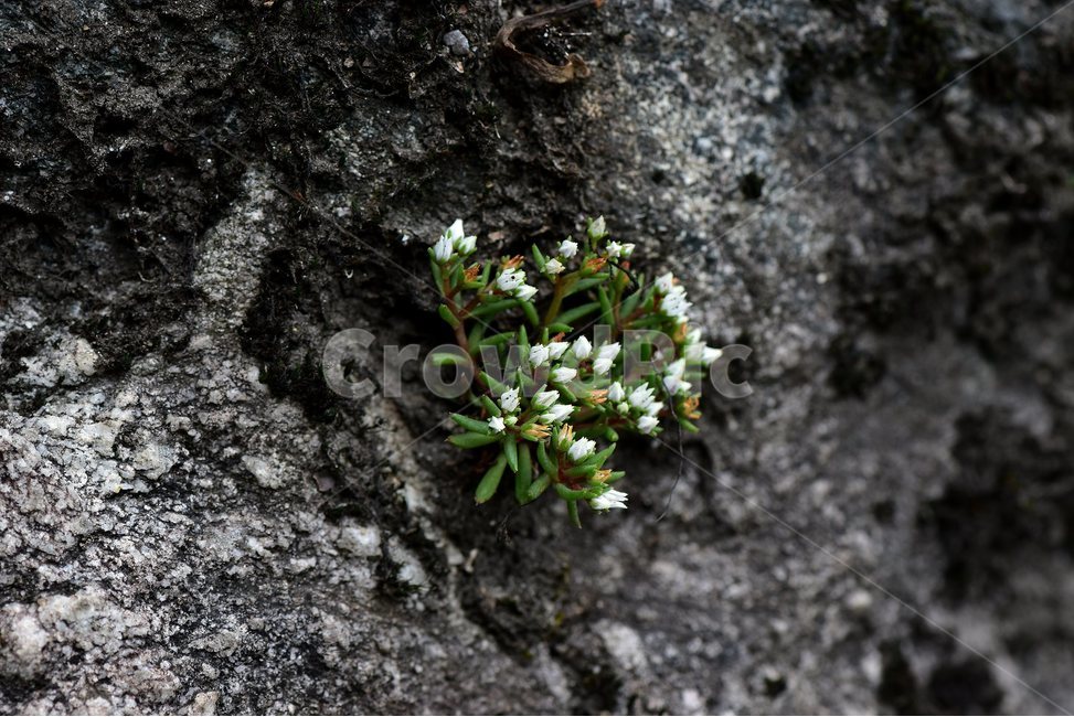 난쟁이바위솔,야생화,식물,자연,꽃,생태,힐링,플라워,wildflower,flower,plants,nature,season,감성,느낌,emotion,feeling,여름,난장이바위솔,돌나물과,나쟁이바위솔속,식물,자연,plants,nature