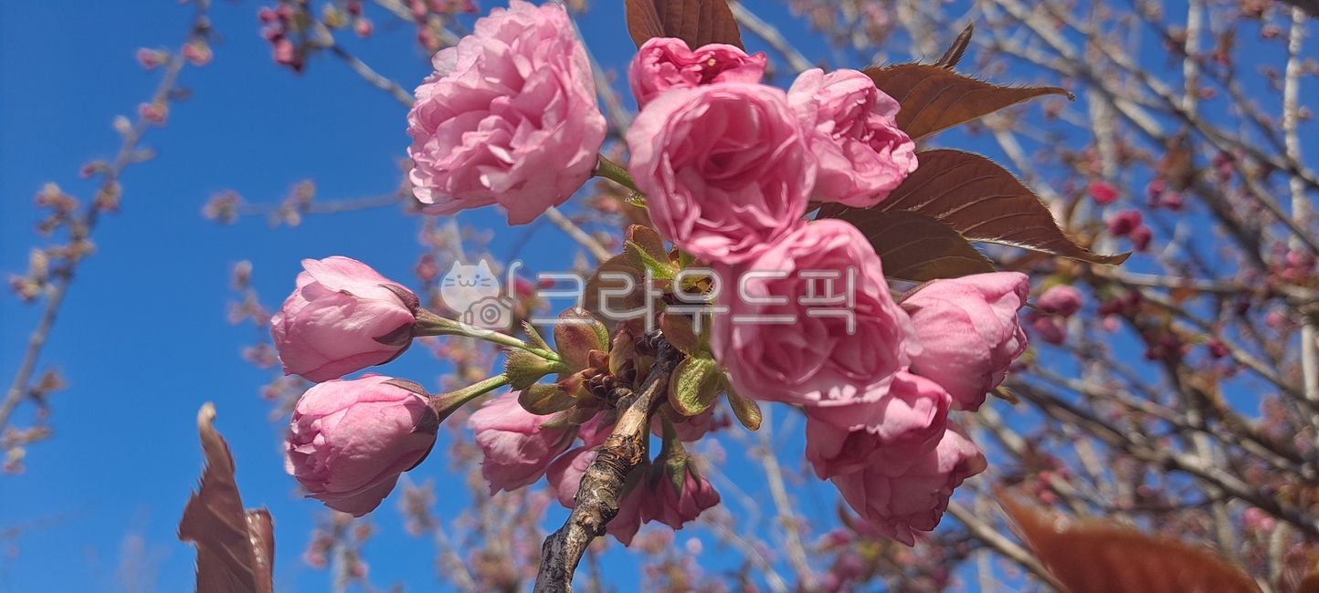 꽃,식물,플라워,자연,꽃잎,만개,개화,봄,flower,petal,spring,cherryblossom,탐스러운,꽃송이,하늘,화려한,예쁜,꽃축제,원예,화훼,품종,꽃밭,season,blossom,bloom,blooming,beautiful,nature,pink,분홍,벚꽃,겹벚꽃,벚나무,생화,아웃포커스,outfocus,꽃배경,꽃바탕,클로즈업,closeup,줌인,바탕,배경,백그라운드,식목일,봄배경