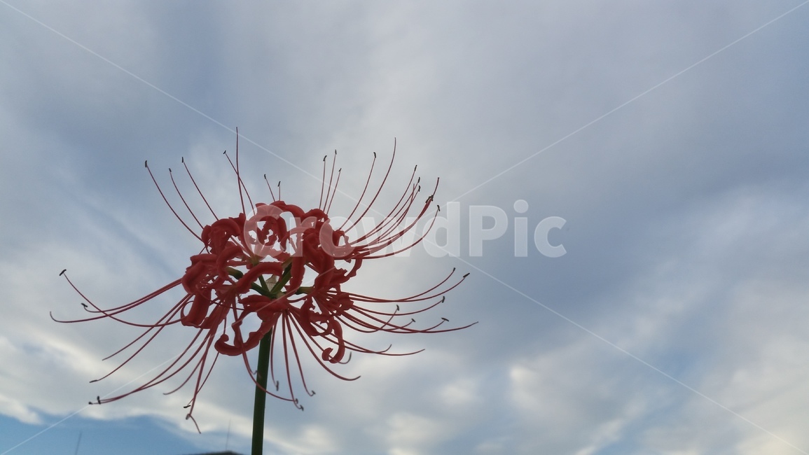 plant,식물,flower,blossom,꽃,상사화,가을꽃,하늘,sky,구름,빨간꽃,식물,자연,plants,nature,꽃,flower