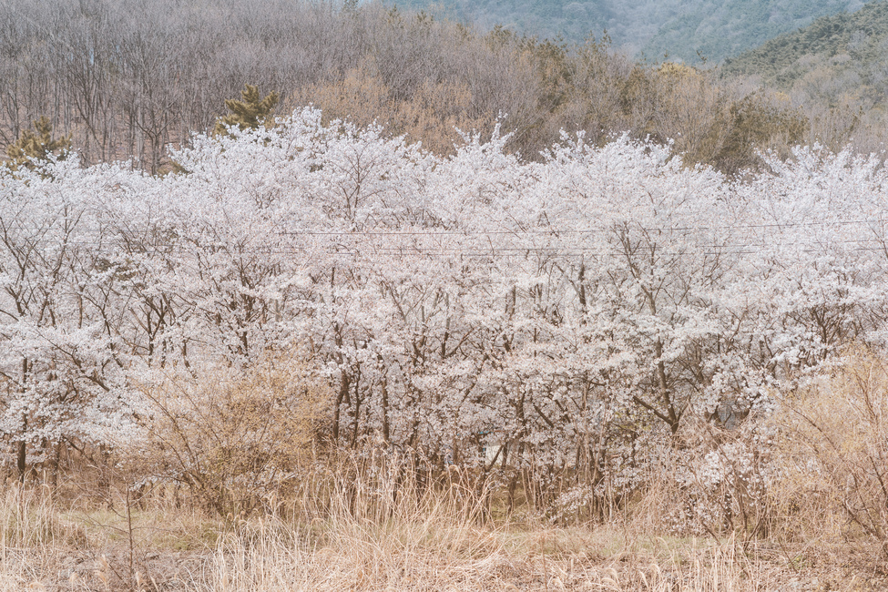 봄꽃,꽃,벚꽃,spring,자연,봄,계절,spring,season,자연,풍경,nature,landscape,plant,식물,outdoors,옥외,ice,빙