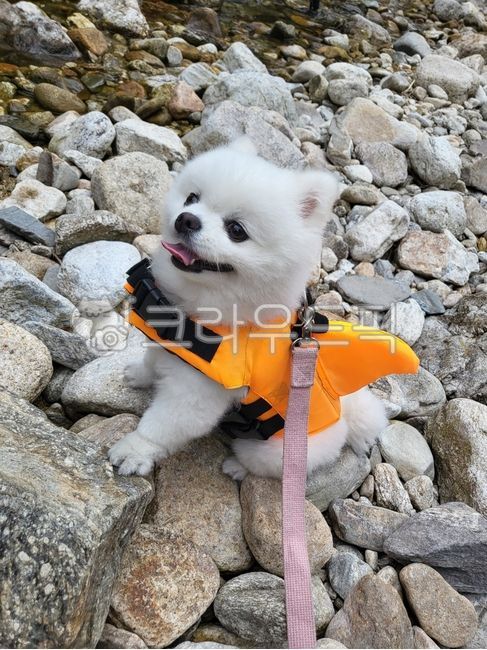 강아지,귀여운강아지,예쁜강아지,포메,포메라니안