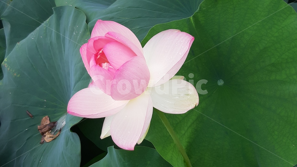 연꽃,꽃,자연,여름,아름다움,nature,flower,plants,pink