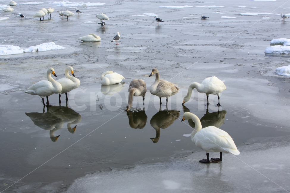 백조,홋카이도,반영,겨울,가족,동물,조류,새,겨울,계절,winter,season,동물,animal,조류,새,birds