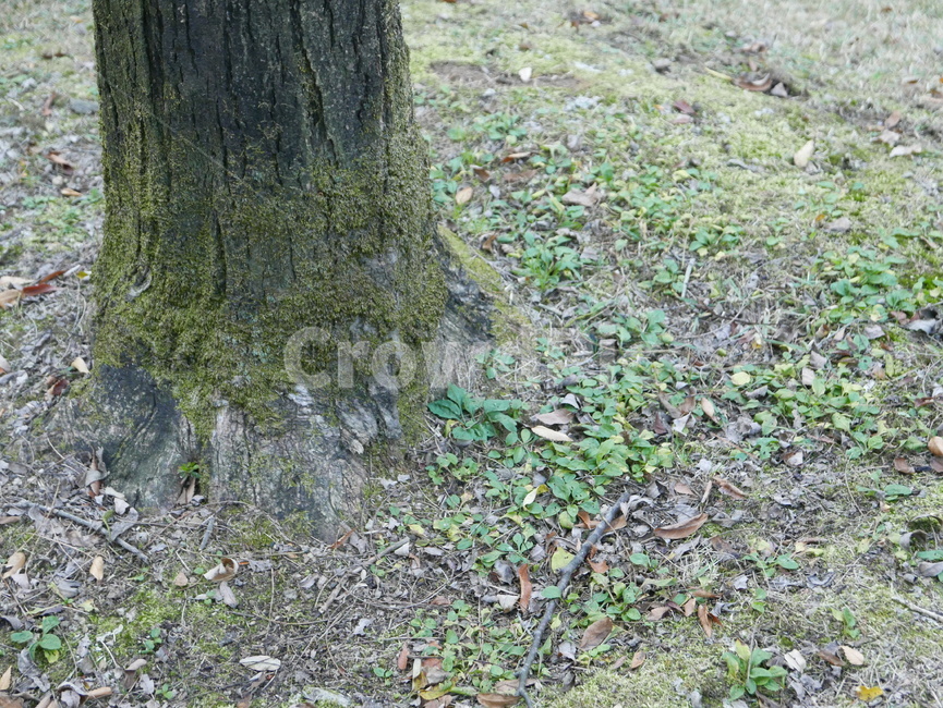 ground,바닥,나무밑동,작은풀,들꽃,들풀,나무,trees,wood