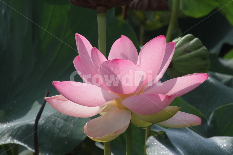 연,연꽃,식물,약용식물,lotus,식물,자연,plants,nature,꽃,flower