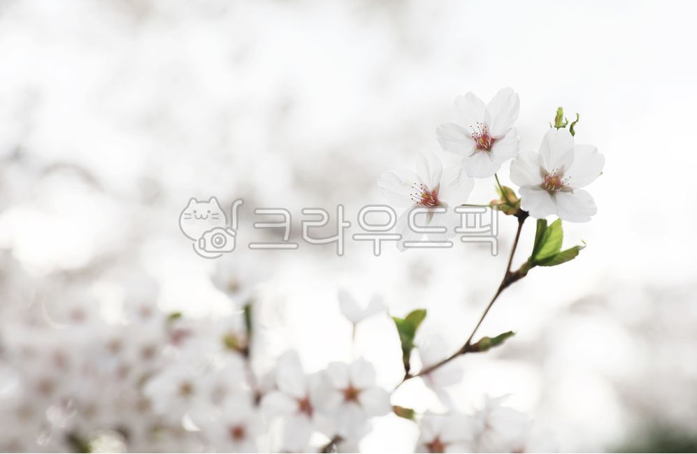 Cherry Blossom,blossom,nature,cherryblossom,tree,branch,flower,spring,background,plant,season,Emotion