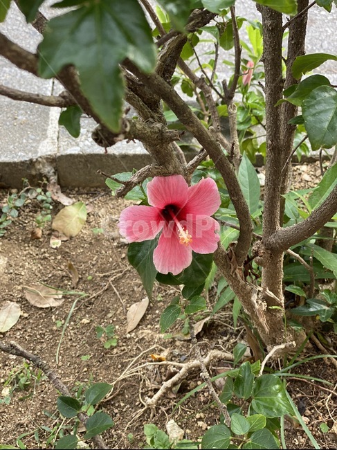 plant,식물,히비스커스,꽃,화단,정원,hibiscus,flower,식물,자연,plants,nature,꽃,flower