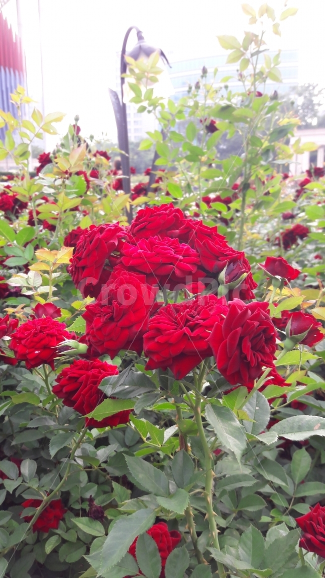꽃,장미,붉은,초록,탐스럽다,식물,자연,plants,nature,꽃,flower
