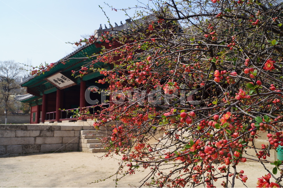명자나무,산당화,명륜당,붉은꽃,명자나무꽃,성균관대학교,한국전통,한국문화,korean traditional,korean culture