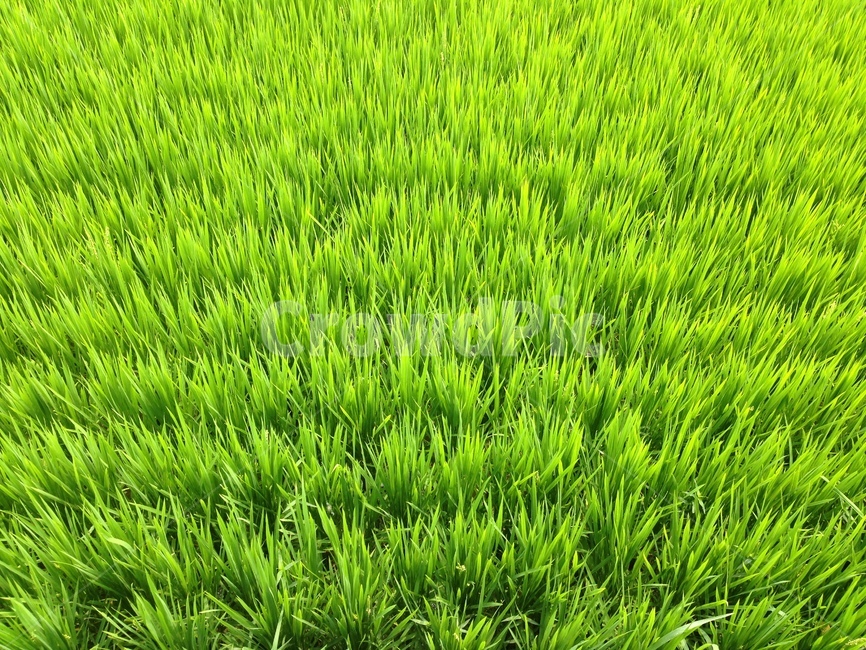 plant,식물,잔디,녹색,green,논,밭,모내기,들,field,vegetation,곡류,곡식,cereals,농업,농사,agriculture,farming,farming industry