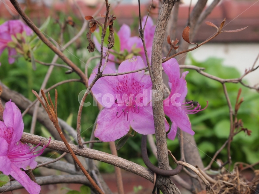꽃,식물,진달래,분홍,자연,식물,자연,plants,nature,꽃,flower