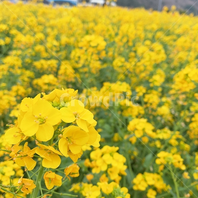 봄,유채,유채꽃,계절,배경,노란,꽃,봄,계절,spring,season,식물,자연,plants,nature,꽃,flower,field,들