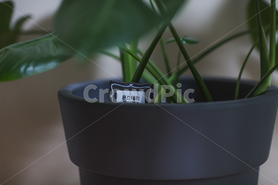plant,몬스테라,화분,선물,식물