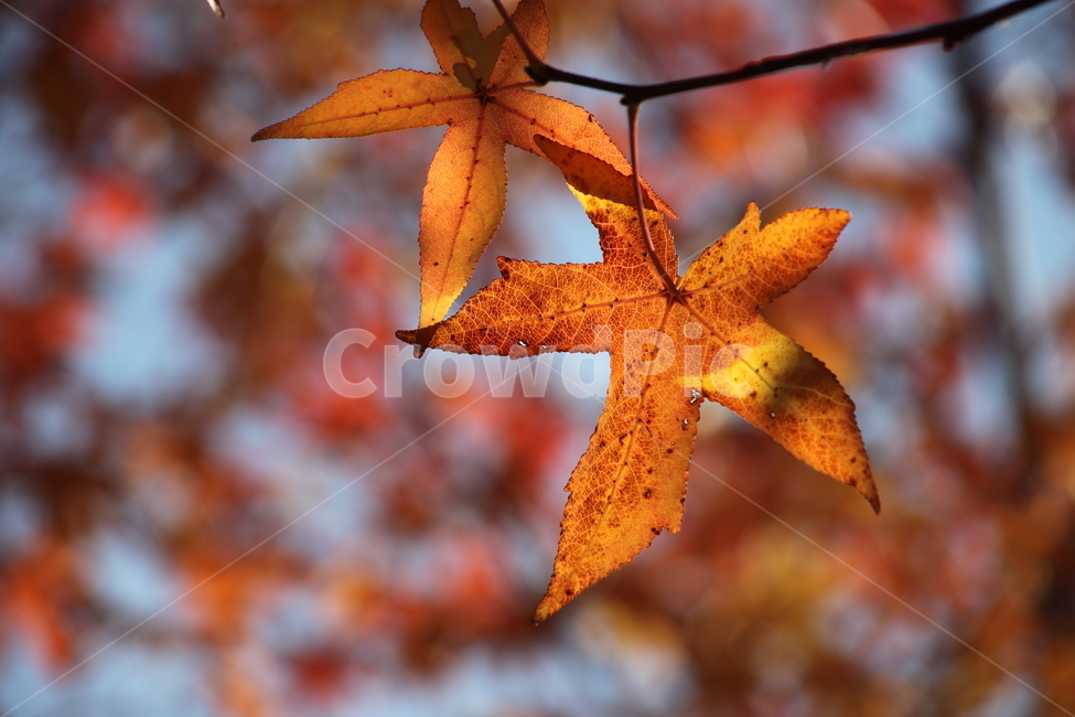 단풍,미국풍나무,가을,liquidambarstyraciflua,sweetgum,가을,계절,fall,autumn,season,식물,자연,plants,nature,leaf,잎,plant,tree,나무,maple