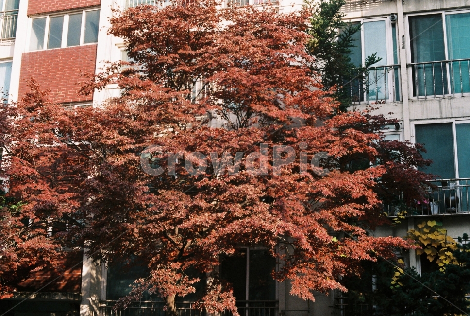 아파트,나무,단풍,가을,집,가을,계절,fall,autumn,season,식물,자연,plants,nature,나무,trees,wood,tree,plant,maple