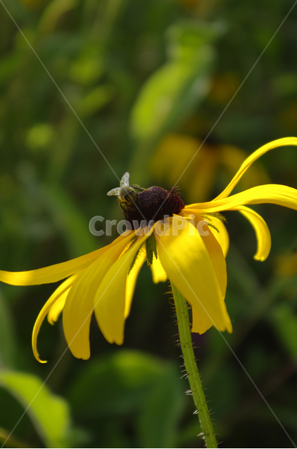 루드베키아,꽃,식물,flower,plant,식물,자연,plants,nature,꽃,flower