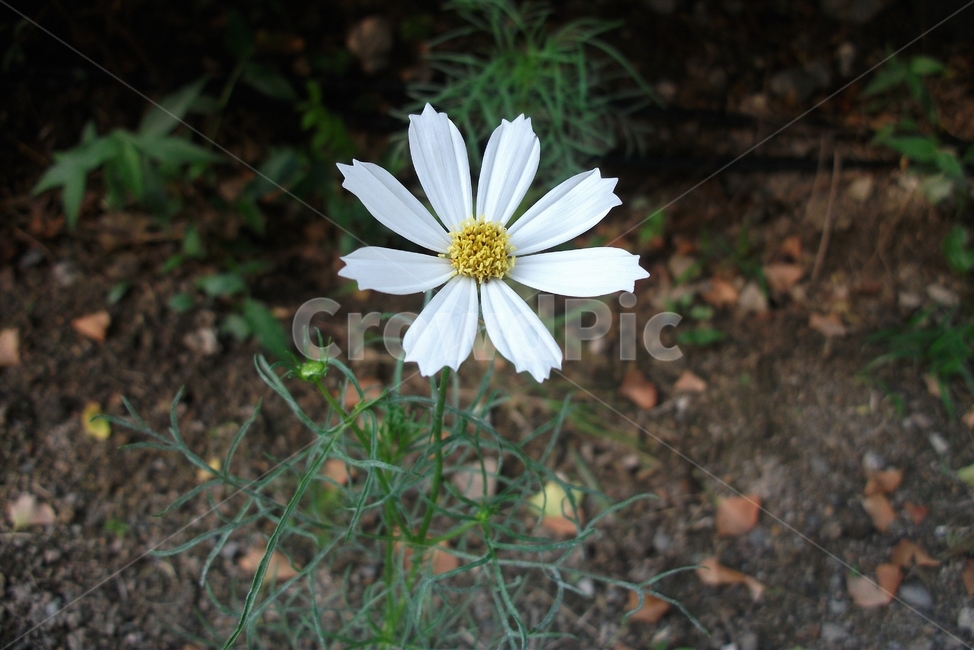 코스모스,꽃,식물,자연,늦여름,가을,가냘픈,가녀린,cosmos,plant,bloom,flower,latesummer,fall,식물,자연,plants,nature,꽃,flower