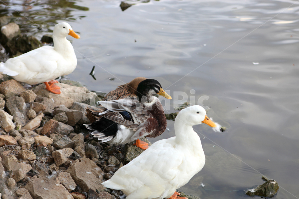 오리,거위,청둥오리,시냇물,bird,animal,동물,animal,조류,새,birds