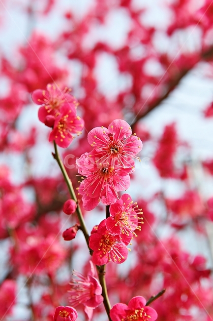 홍매화,매화,매화꽃,봄꽃,꽃,꽃잋,식물,자연,공원,봄,식물,자연,plants,nature,꽃,flower