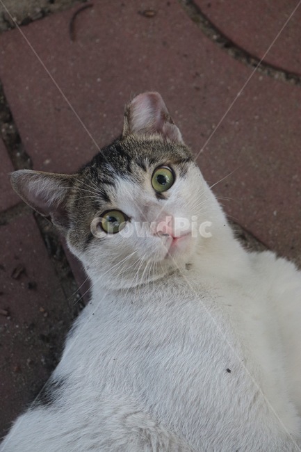 고양이,길고양이,길냥이,동물,코리안숏헤어