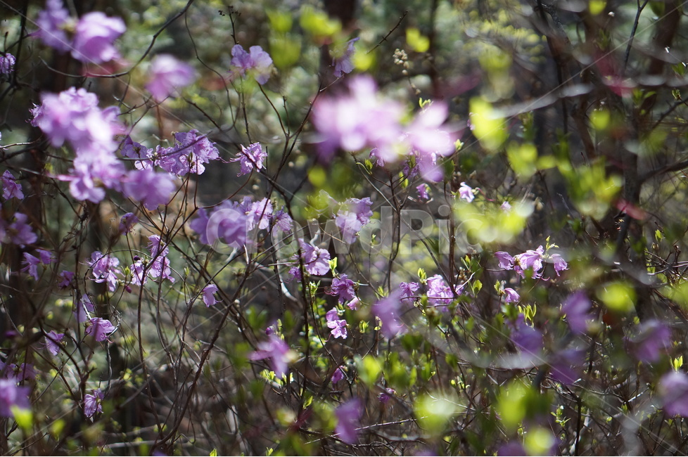진달래,핑크,분홍,4월,식용,봄,빛,산,봄,계절,spring,season,식물,자연,plants,nature,꽃,flower,blossom,geranium,제라늄,plant