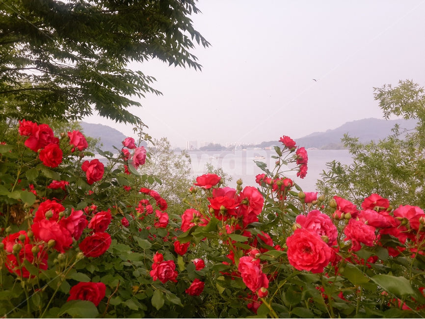 장미,빨강,수상스키,신정호수,저수지,풍경,식물,자연,plants,nature,꽃,flower