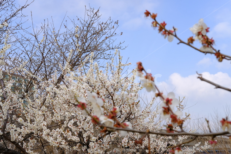 봄,봄꽃,꽃,매화,벚꽃,나들이,배경,배경화면,flower,flowers,spring,봄,계절,spring,season,plant,식물,blossom