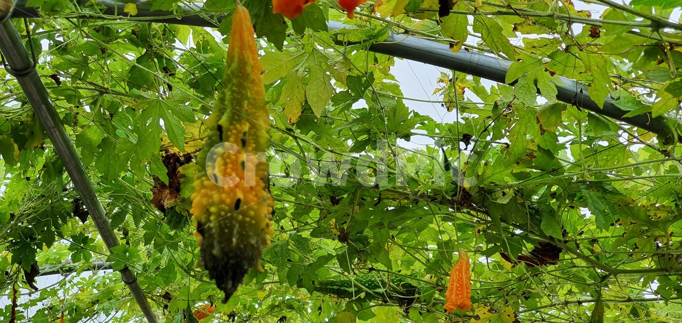 garden,flower,nature,summer,spring,green,white,beauty,floral,pink,season,beautiful,background,field,blossom,petal,bright,colorful,growth,blooming,park,grass,botany,natural,flora,fresh,outdoor,bloom,plant,식물,leaf,잎