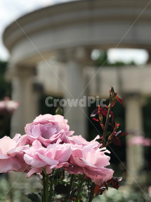 꽃,장미,장미꽃,자연,flower,공원,꽃밭,nature,분홍,핑크,식물,자연,plants,nature,꽃,flower