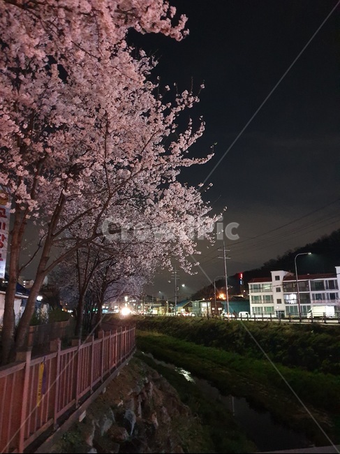 벚꽃,광탄,벚꽃나무,밤,가로등,집