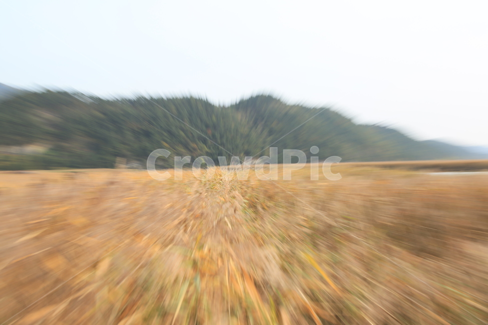 순간,바람,갈대,갈대숲,자연