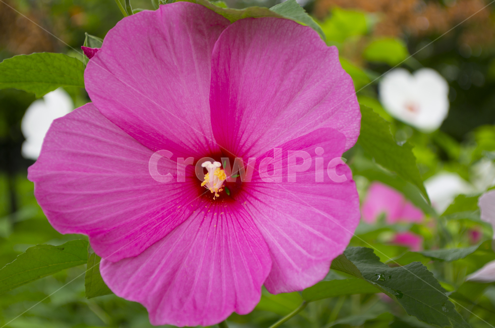 무궁화,분홍꽃,꽃,꽃잎,분홍,감정,여름꽃,감성,자연,계절,rose,flower,petal,bud,blossom,beauty,macro,closeup,접사,매크로,확대,roseofsharon,클로즈업