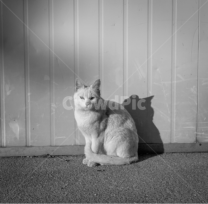 고양이,귀여운,cat,반려동물,흑백필름,동물,pet,animal,애완동물,길고양이