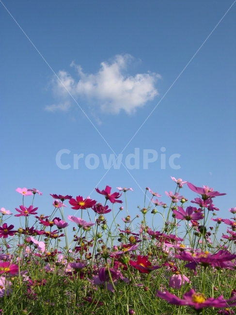 코스모스,가을,꽃,꽃밭,식물,하늘,구름,가을,계절,fall,autumn,season,식물,자연,plants,nature,꽃,flower,blossom,petal,꽃잎,plant