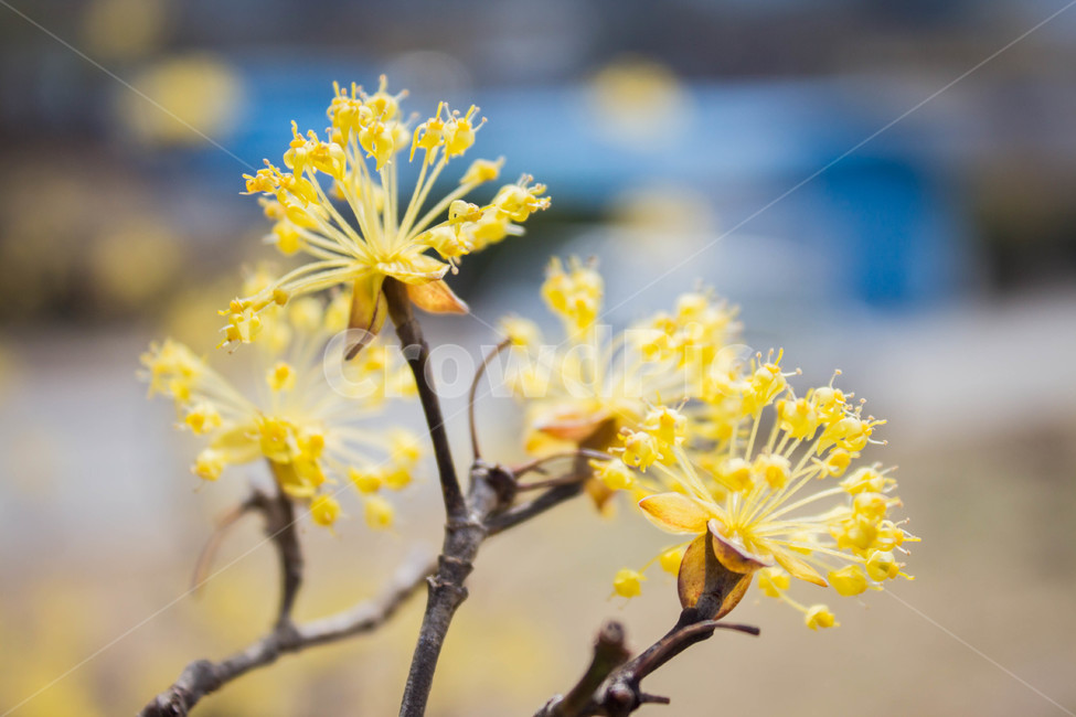 산수유,산수유꽃,꽃,flower,봄,봄꽃,노랑,yellow,spring