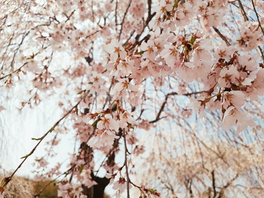 벛꽃,봄,분홍,나무,자연
