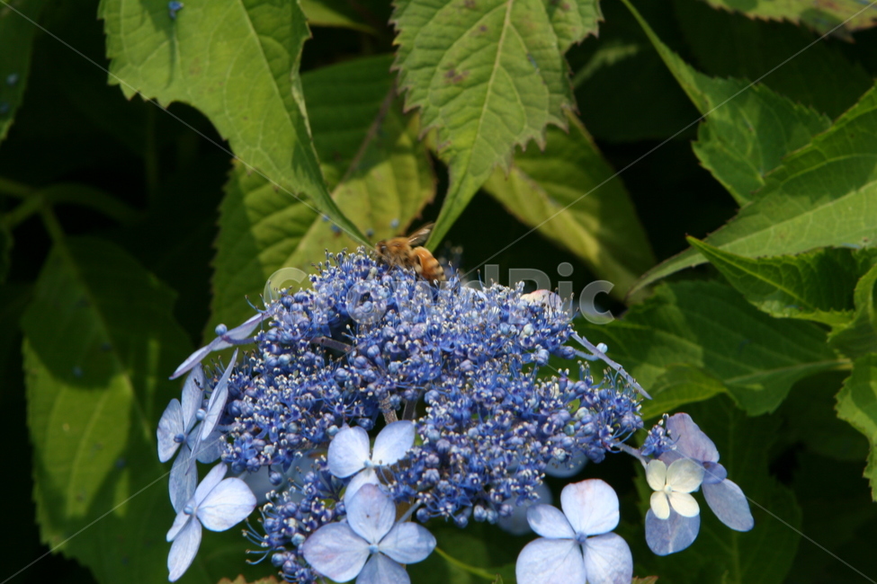 수국,산수국,세라타,벌,bee,plant,식물,꽃,곤충