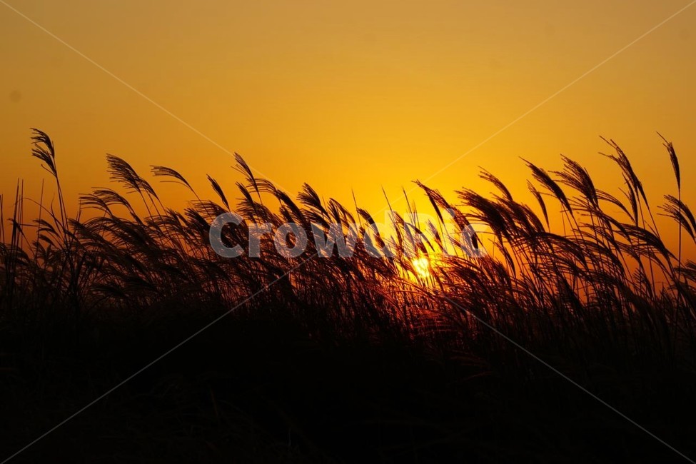 가을,억새,식물,자연,일몰,석양,감성,서정,fall,바람,풍경,nature,autumn,태양,계절,season,가을,계절,fall,autumn,season,자연,풍경,nature,landscape,grass,잔디,plant,lawn,reed,갈대