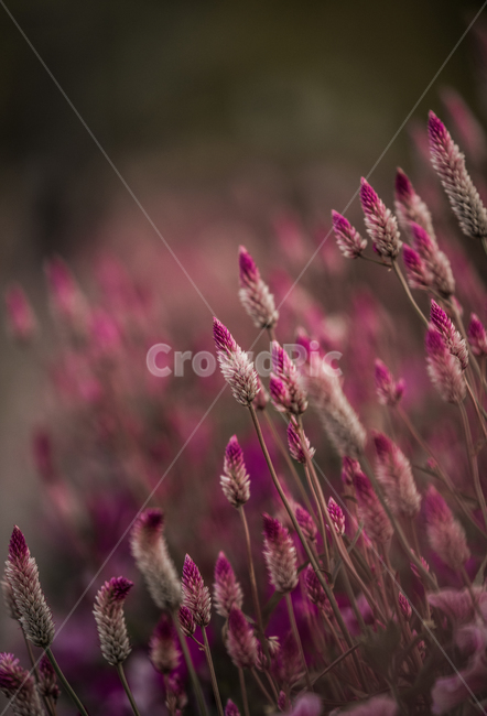 grass,꽃,분홍색,가을,감성사진,식물,계절,fall,autumn,season,자연,plants,nature,flower,감성,sensible,색깔,색상,색채,색감,sense,sensitivity,feeling,of,color,plant,blossom,식물,자연,plants,nature