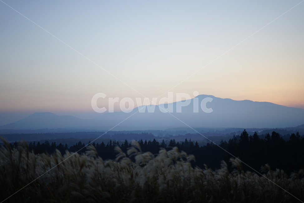 갈대,억새,노을,갈대밭,억새밭,자연,풍경,nature,landscape,plant,식물,grass,잔디