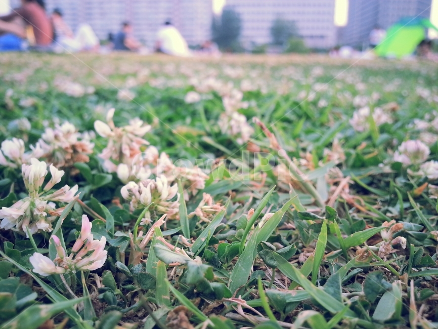 클로버,꽃,토끼풀,꽃사진,자연,들판,풀밭,풀,식물,자연,plants,nature,꽃,flower