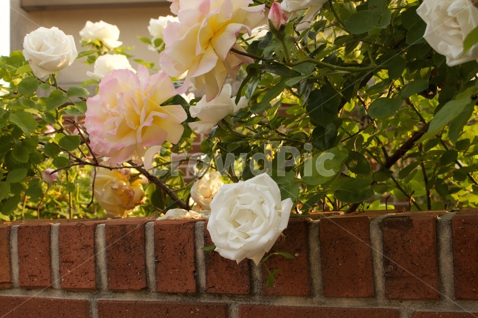식물,꽃,장미,겹장미,정원,봄,식물,자연,plants,nature,꽃,flower